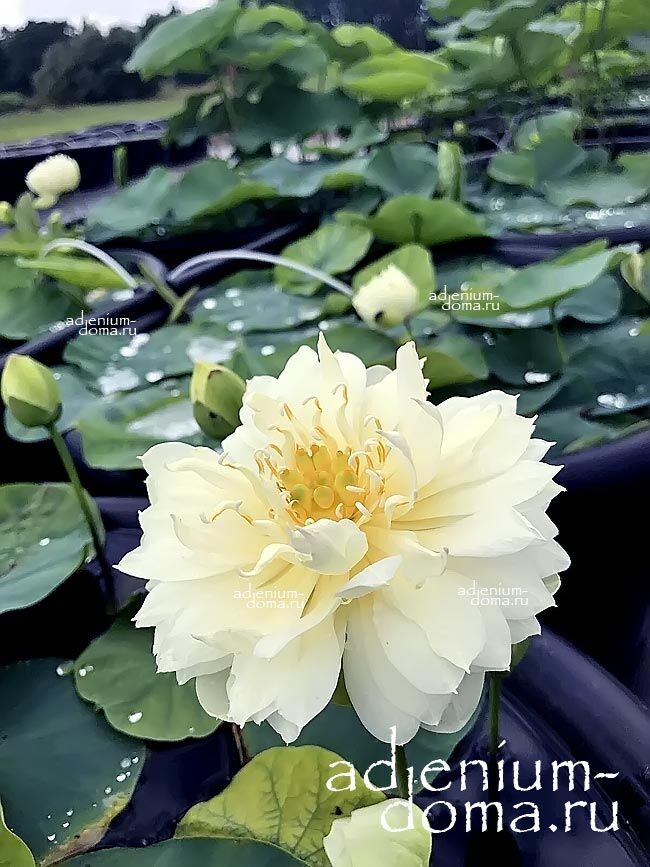 Nelumbo Nucifera Mini Lotus Multi VANG CHANH Sacred Lotus Мини лотос Священный Нелумбо Нуцифера 1