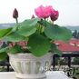 Nelumbo Nucifera Mini Lotus Multi HONG CANH KEP (Мини лотос) 4