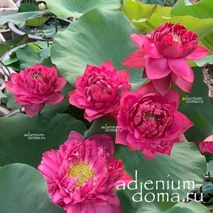 Nelumbo Nucifera Mini Lotus Multi S10 Sacred Lotus Мини лотос Священный Нелумбо Нуцифера 2
