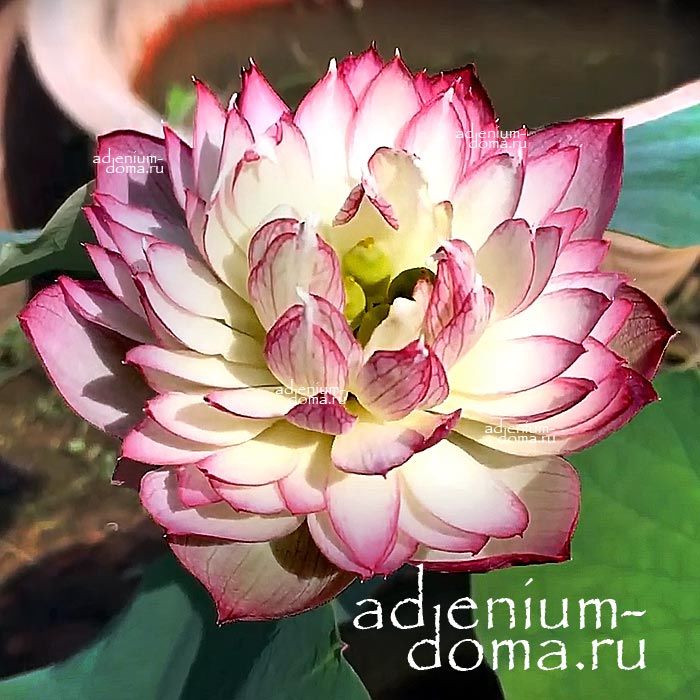 Nelumbo Nucifera Mini Lotus Multi S12 Sacred Lotus Мини лотос Священный Нелумбо Нуцифера 3