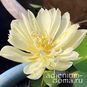 Nelumbo Nucifera Mini Lotus Multi S16 (Мини лотос) 4