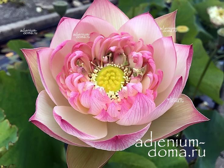 Nelumbo Nucifera Mini Lotus Multi S17 Sacred Lotus Мини лотос Священный Нелумбо Нуцифера 2