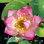 Nelumbo Nucifera Mini Lotus Multi S17 (Мини лотос) 4