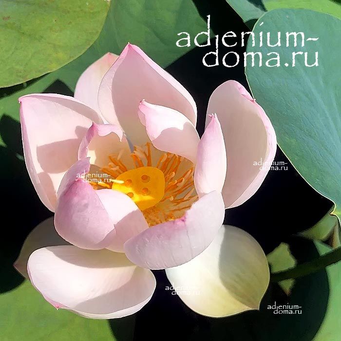 Nelumbo Nucifera Mini Lotus Multi S19 Sacred Lotus Мини лотос Священный Нелумбо Нуцифера 1