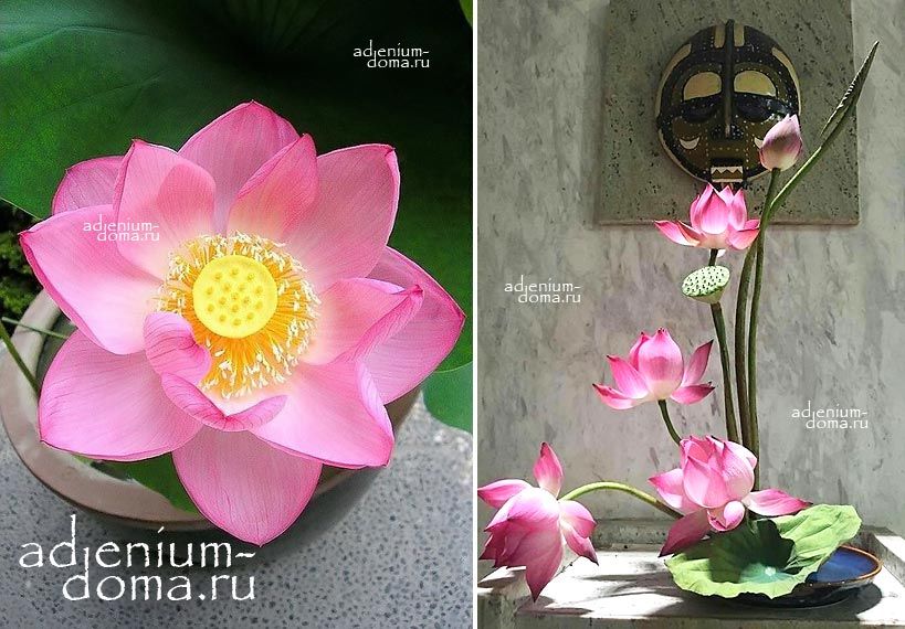 Nelumbo Nucifera Mini Lotus Multi S20 Sacred Lotus Мини лотос Священный Нелумбо Нуцифера 1