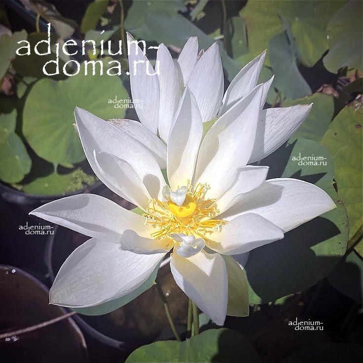 Nelumbo Nucifera Mini Lotus Multi S22 Sacred Lotus Мини лотос Священный Нелумбо Нуцифера 1