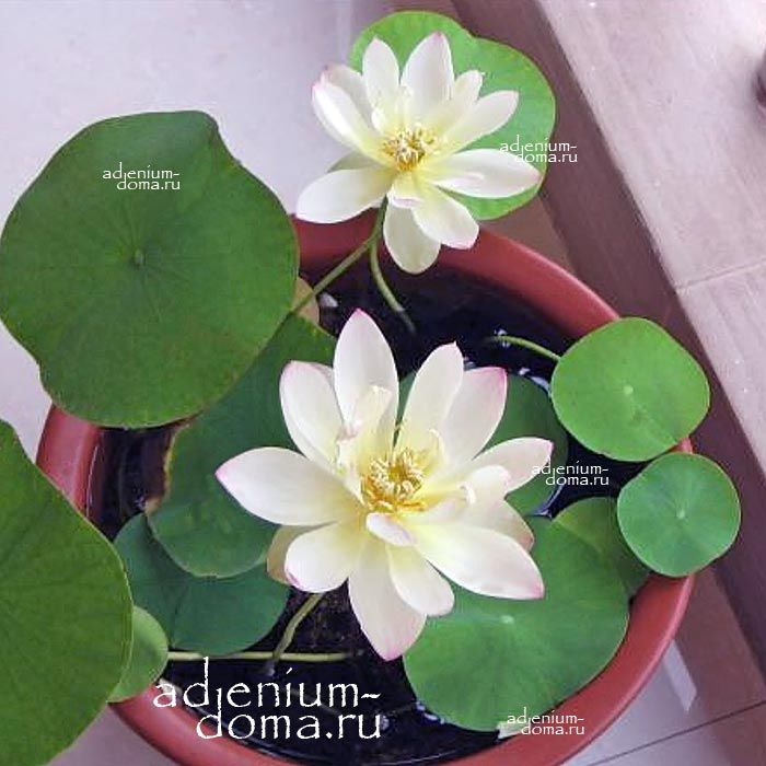 Nelumbo Nucifera Mini Lotus Multi S22 Sacred Lotus Мини лотос Священный Нелумбо Нуцифера 2