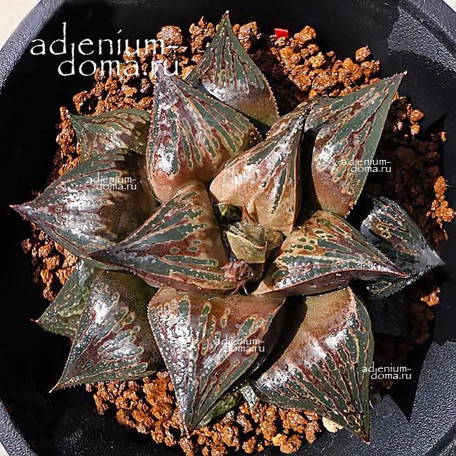 Haworthia HYBRID KEMURI SUISYOU Хавортия гибридная Кемури Суисё от Ренни Вонг 1