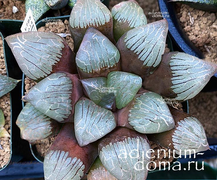Haworthia HYBRID RS785-2014 Хавортия гибридная от Ренни Вонг 1