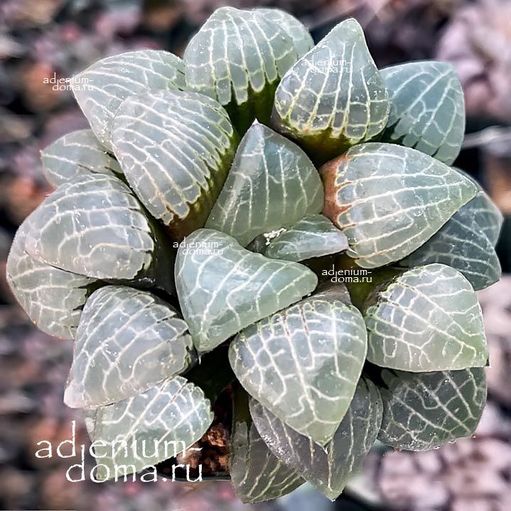 Haworthia HYBRID MINI TSUKIKAGE Хавортия гибридная Мини Цукикаге от Ренни Вонг 1