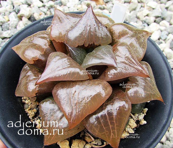 Haworthia HYBRID AKANKO Хавортия гибридная Аканко от Ренни Вонг 1