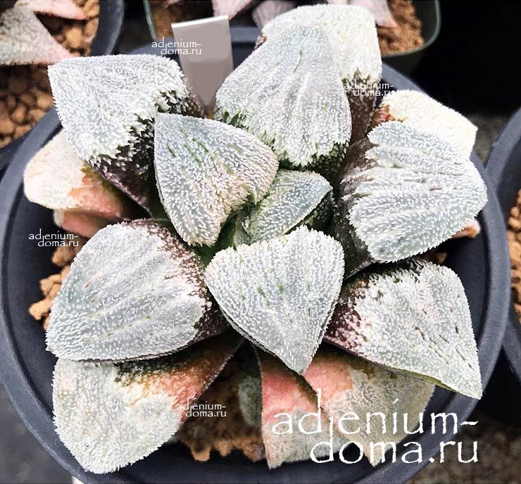 Haworthia HYBRID VELVET Хавортия гибридная Бархат от Ренни Вонг 1