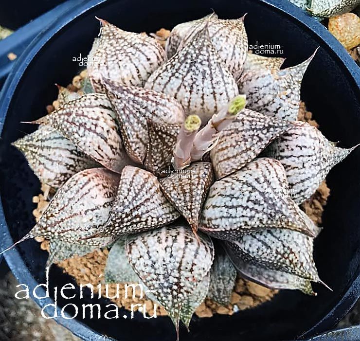 Haworthia PICTA EYES OF WOLVES Хавортия Пикта Волчьи глаза от Ренни Вонг 1