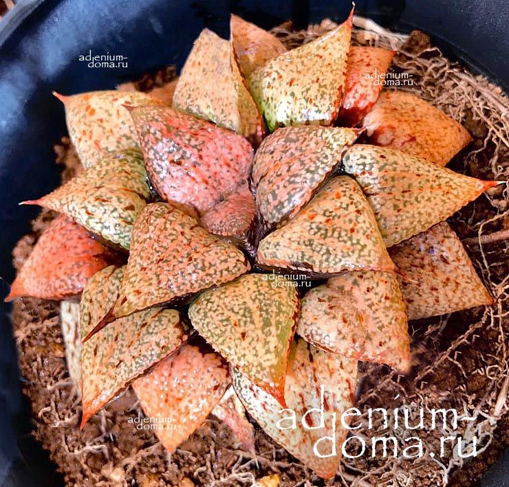 Haworthia PICTA ORANGE Хавортия Пикта Апельсин от Ренни Вонг 1