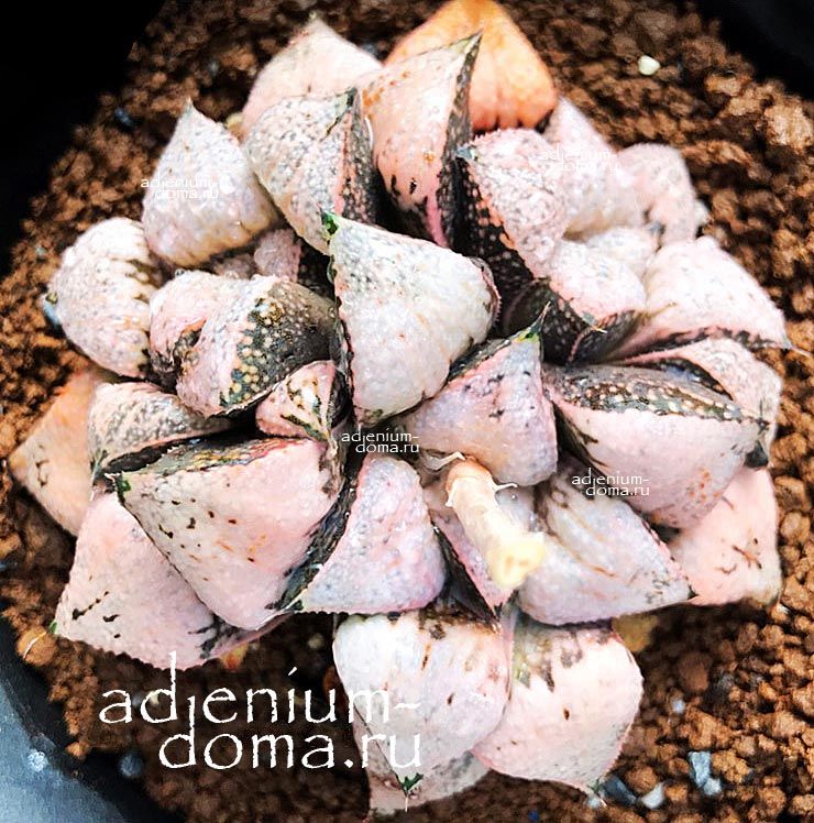 Haworthia PICTA PEACH PRINCESS Хавортия Пикта Персиковая принцесса от Ренни Вонг 1
