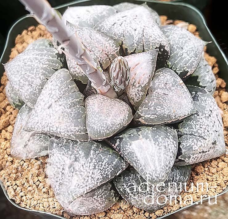Haworthia PICTA BIG ELEPHANT Хавортия Пикта Большой слон от Ренни Вонг 1
