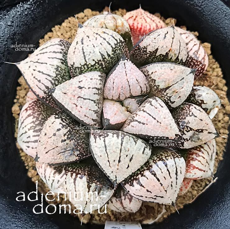 Haworthia PICTA MILLENIUM Хавортия Пикта Миллениум от Ренни Вонг 1