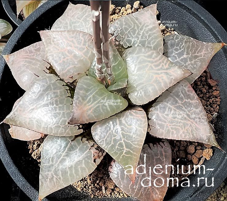 Haworthia COMPTONIANA SUPER SAKAI LENS Хавортия Комптониана Супер Сакаи Линз от Ренни Вонг 1