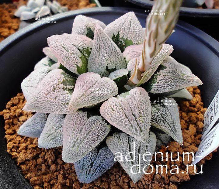 Haworthia PYGMAEA HPG-1 Хавортия пигмейская от Ренни Вонг 1