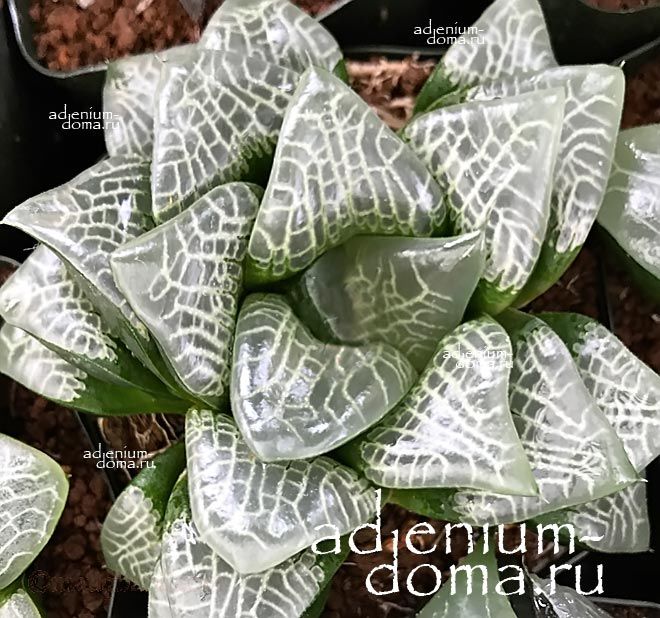 Haworthia COMCORE RS623-2014 Хавортия Комкор от Ренни Вонг 1