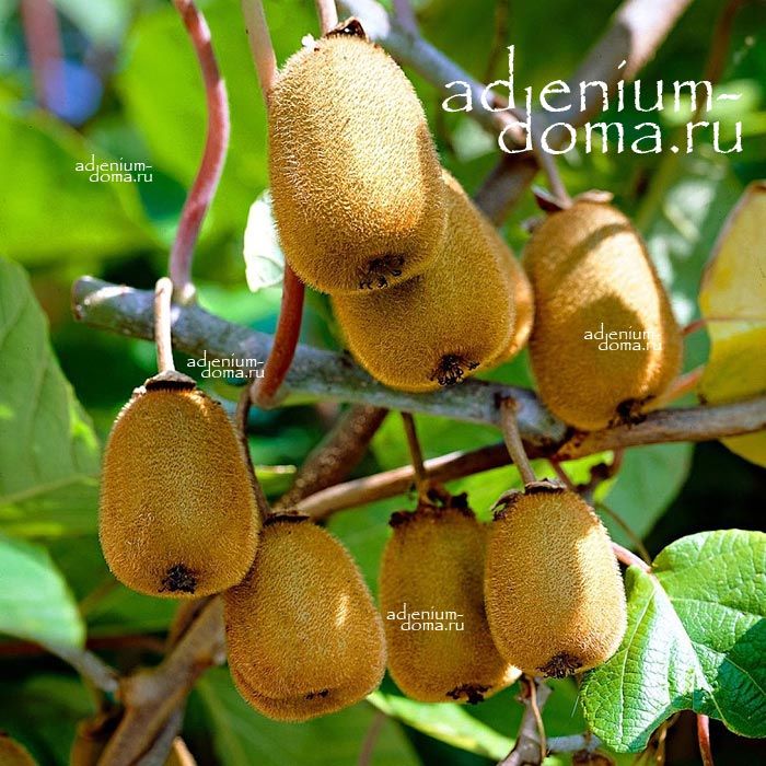 Actinidia DELICIOSA Актинидия деликатесная Киви 3