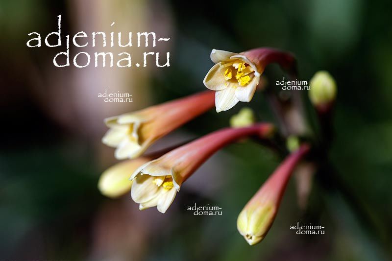 Cyrtanthus MACKENII Циртантус Маккена 3