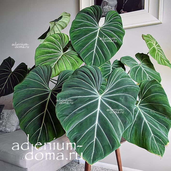 Philodendron GLORIOSUM Anthurium Филодендрон славный Глориозум Антуриум 2