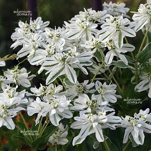 Euphorbia MARGINATA Mountain Snow Молочай окаймлённый Эуфорбия Маргината Снежная 2