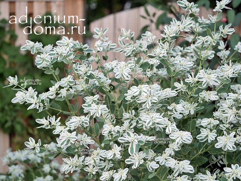 Euphorbia MARGINATA Mountain Snow Молочай окаймлённый Эуфорбия Маргината Снежная 3