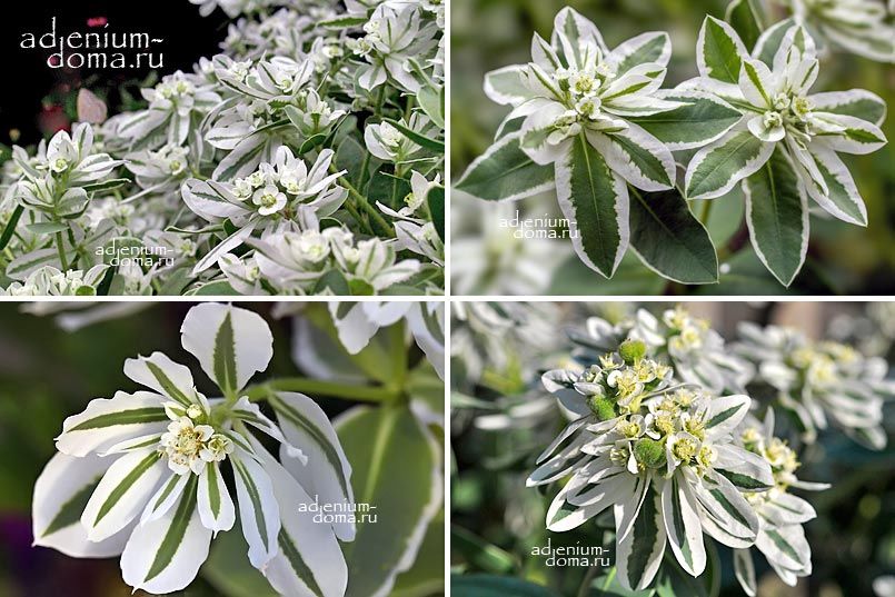 Euphorbia MARGINATA Mountain Snow Молочай окаймлённый Эуфорбия Маргината Снежная 4