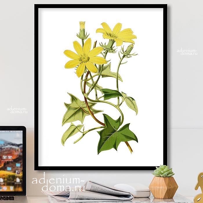 Senecio MACROGLOSSUS Крестовник крупноязычковый Сенецио Макроглоссус Ложный плющ 1