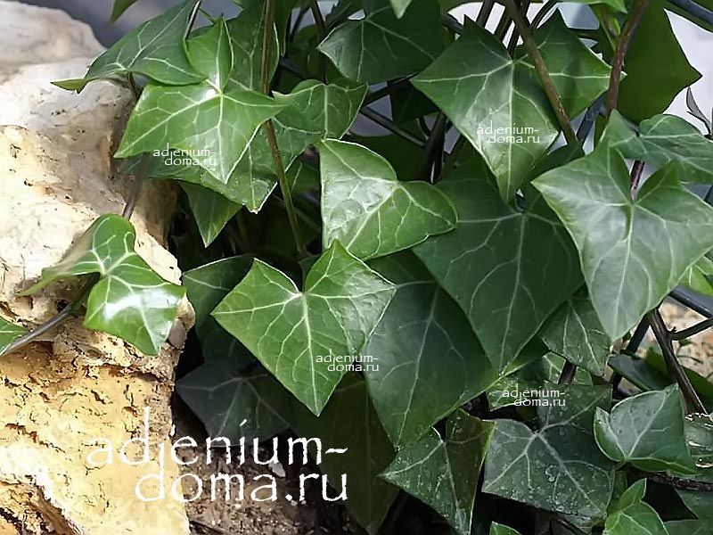 Senecio MACROGLOSSUS Крестовник крупноязычковый Сенецио Макроглоссус Ложный плющ 2