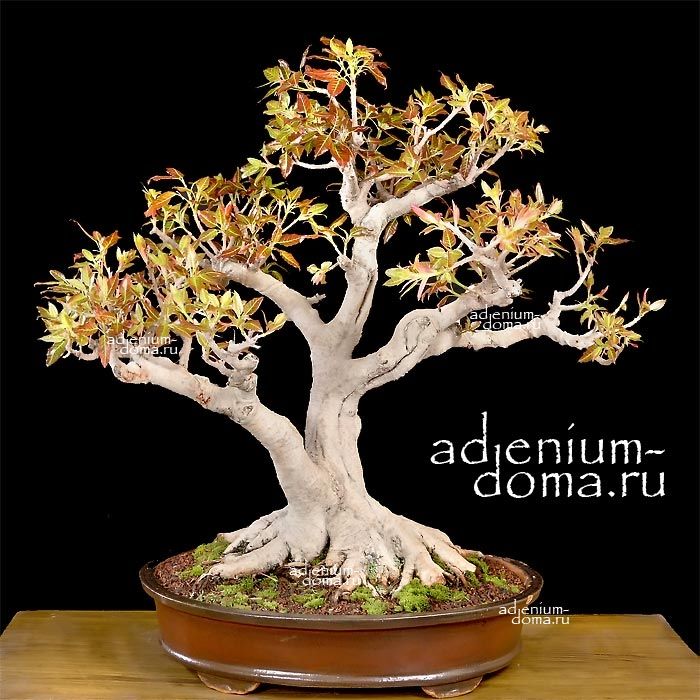 Ficus HISPIDA Hairy Fig Фикус щетинистоволосистый Хиспида Волосатый инжир 2