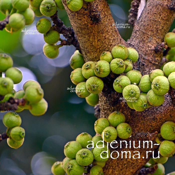 Ficus HISPIDA Hairy Fig Фикус щетинистоволосистый Хиспида Волосатый инжир 3