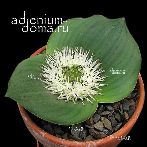 Massonia ECHINATA DREGEI Hedgehog Lily Массония колючая Эхината 2