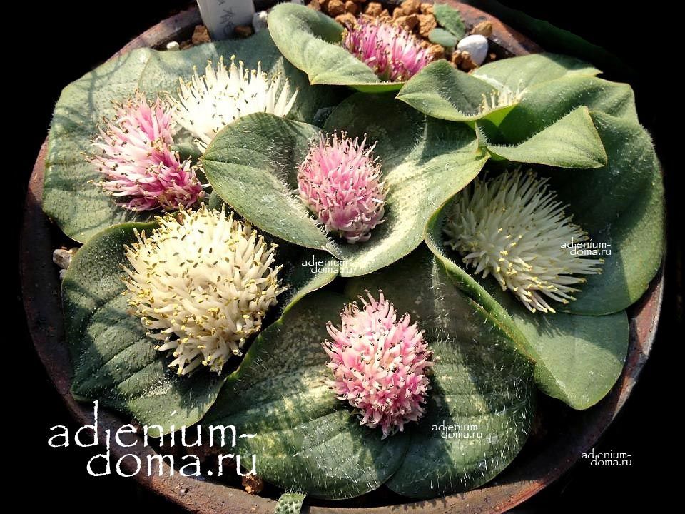 Massonia ECHINATA DREGEI Hedgehog Lily Массония колючая Эхината 1