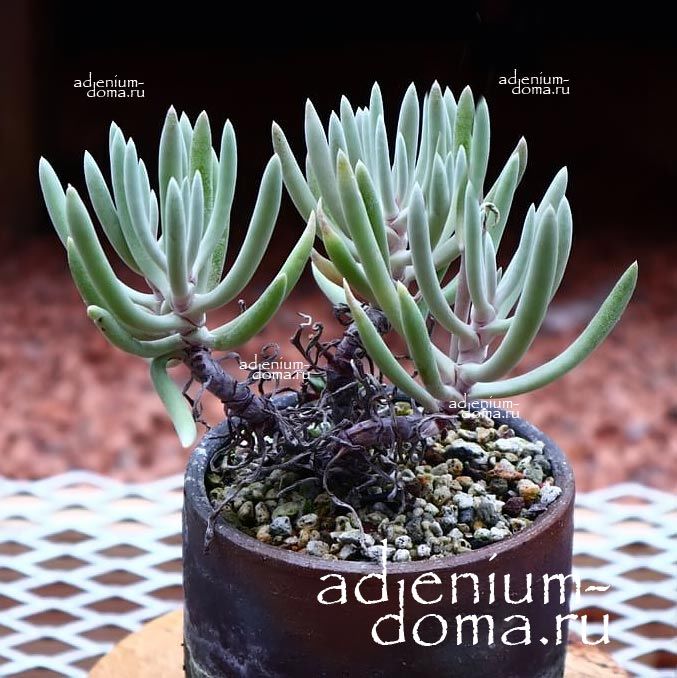 Dudleya ATTENUATA Дудлея утонченная Аттенуата 2