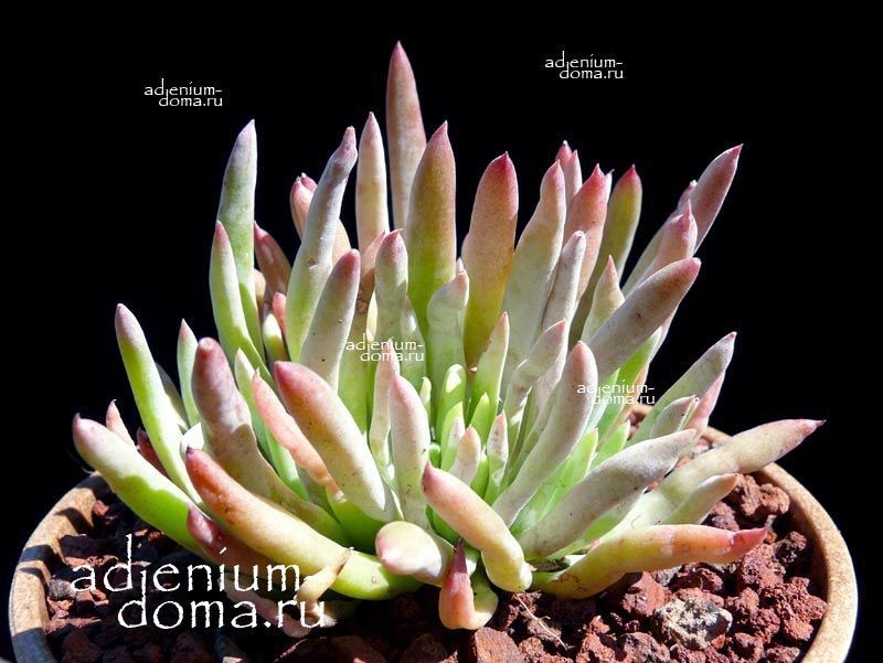 Dudleya ATTENUATA Дудлея утонченная Аттенуата 3