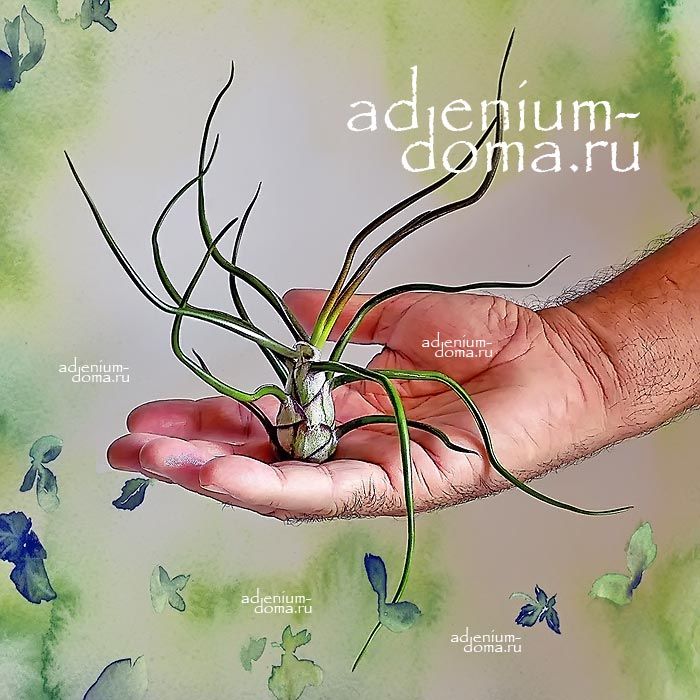 Tillandsia BULBOSA Тилландсия луковичная бульбовидная клубневая Бульбоса 2