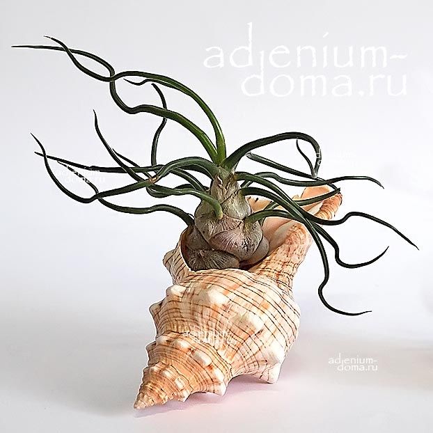 Tillandsia BULBOSA Тилландсия луковичная бульбовидная клубневая Бульбоса 3