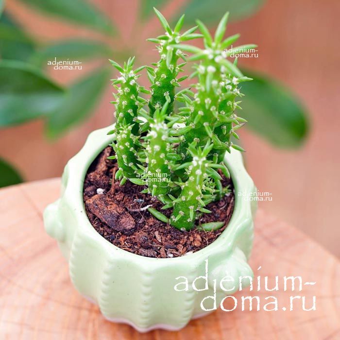 Austrocylindropuntia SUBULATA Opuntia Опунция шиловидная южноцилиндрическая Аустроцилиндропунция Субулата 3