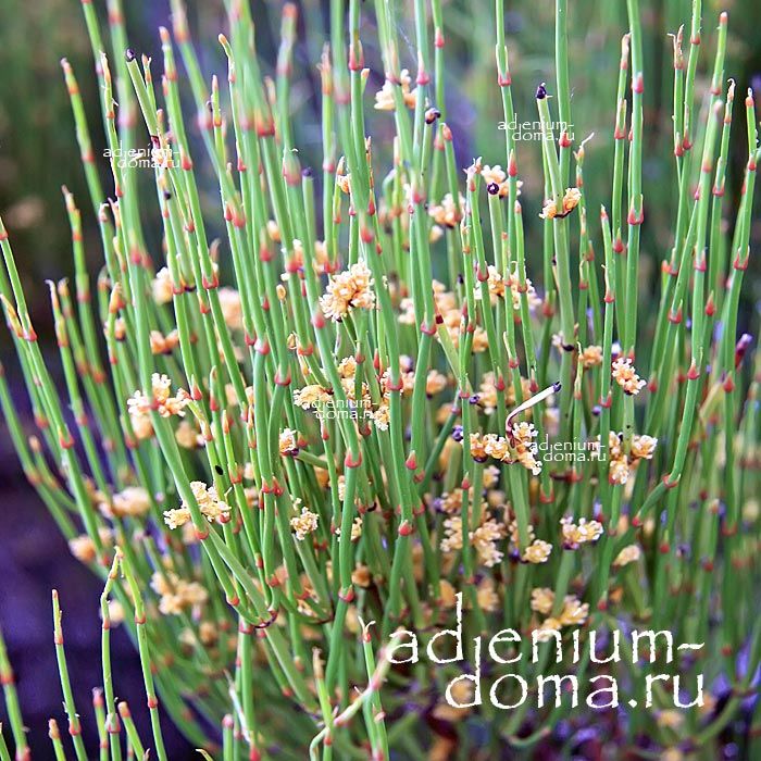 Ephedra VIRIDIS Эфедра зеленая Хвойник Виридис Мормонский чай Mormon Tea 2