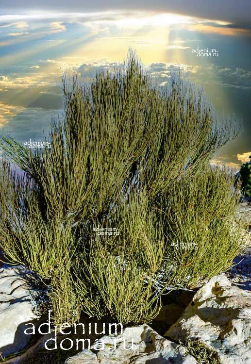 Ephedra VIRIDIS Эфедра зеленая Хвойник Виридис Мормонский чай Mormon Tea 3