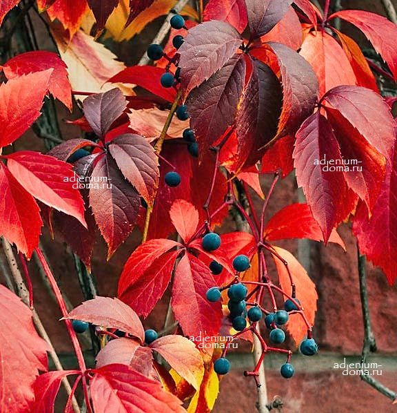 Parthenocissus QUINQUEFOLIA Партеноциссус пятилисточковый дикий виноград виргинский 2