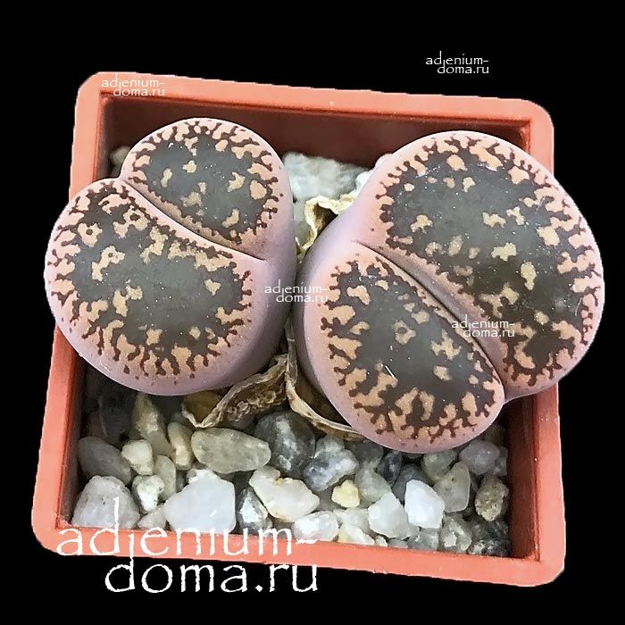 Lithops AUCAMPIAE KURUMAN Литопс Аукампа куруманский Аукампии Куруман 2