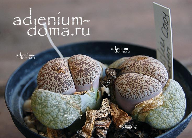 Lithops AUCAMPIAE KURUMAN Литопс Аукампа куруманский Аукампии Куруман 3