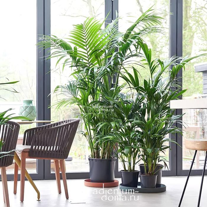 Howea FORSTERIANA Kentia Palm Ховея Форстера Кентия Форстераина Пальма 1