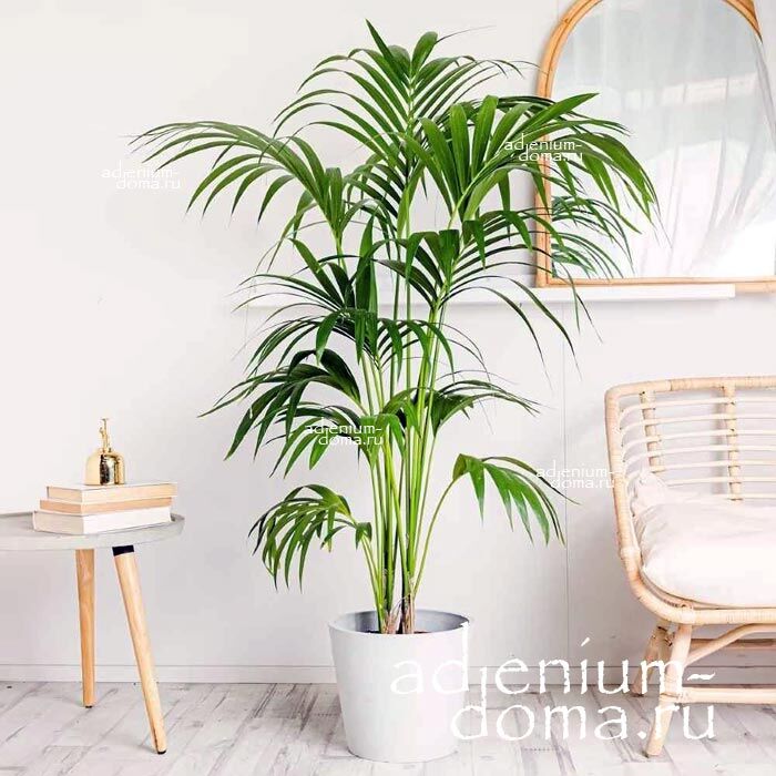 Howea FORSTERIANA Kentia Palm Ховея Форстера Кентия Форстераина Пальма 2