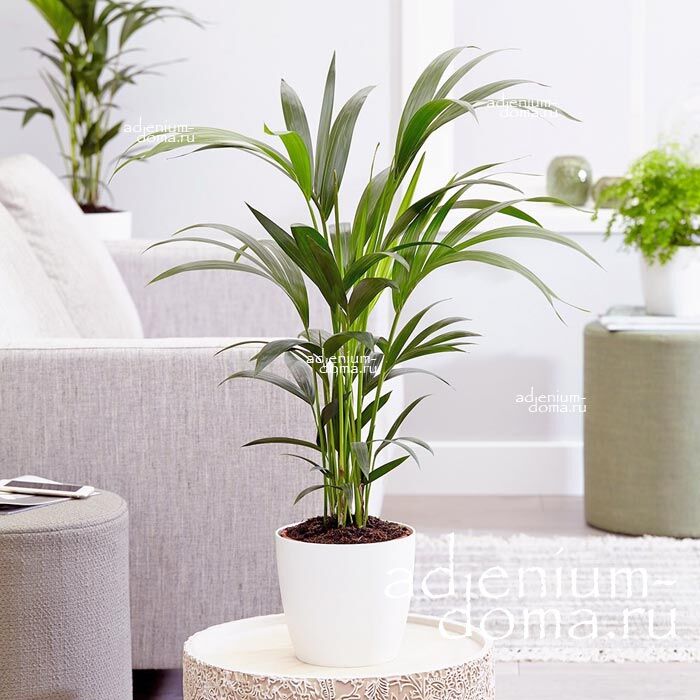Howea FORSTERIANA Kentia Palm Ховея Форстера Кентия Форстераина Пальма 3