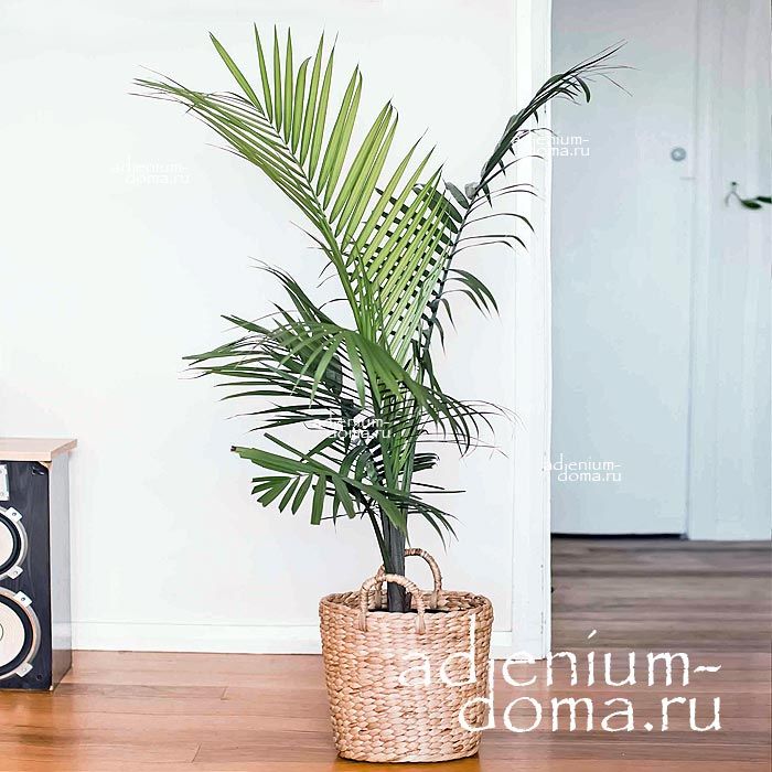 Ravenea RIVULARIS Majesty Palm Равенея ручейная Ривуларис приречная величественная Мадагаскарская пальма 1